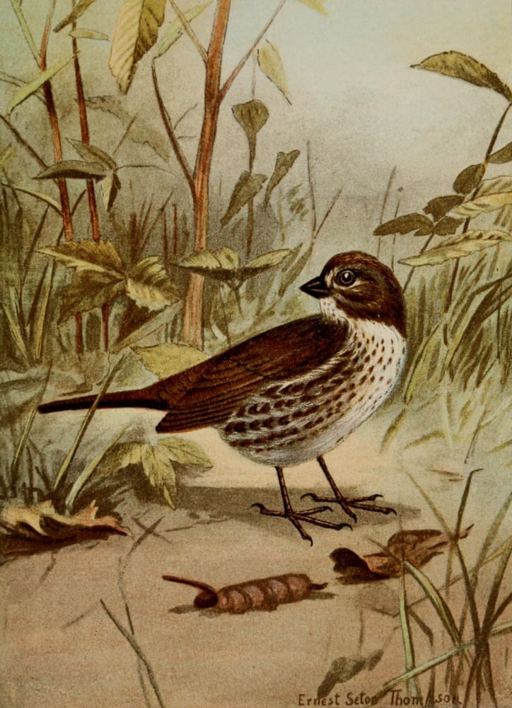 Bird Life 1901 Fox Sparrow Canvas Art - Ernest T Seton (18 x 24)