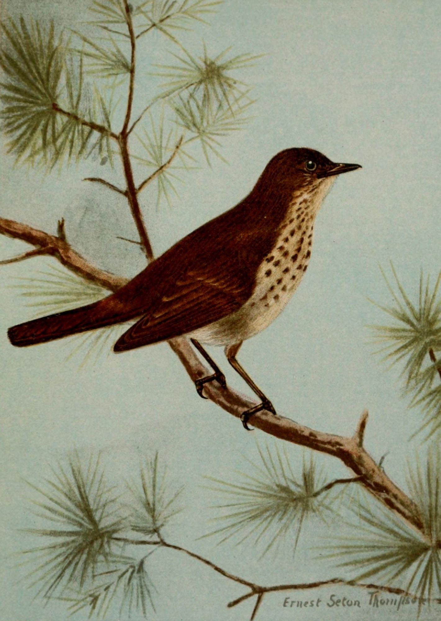 Bird Life 1901 Hermit Thrush Canvas Art - Ernest T Seton (24 x 36)