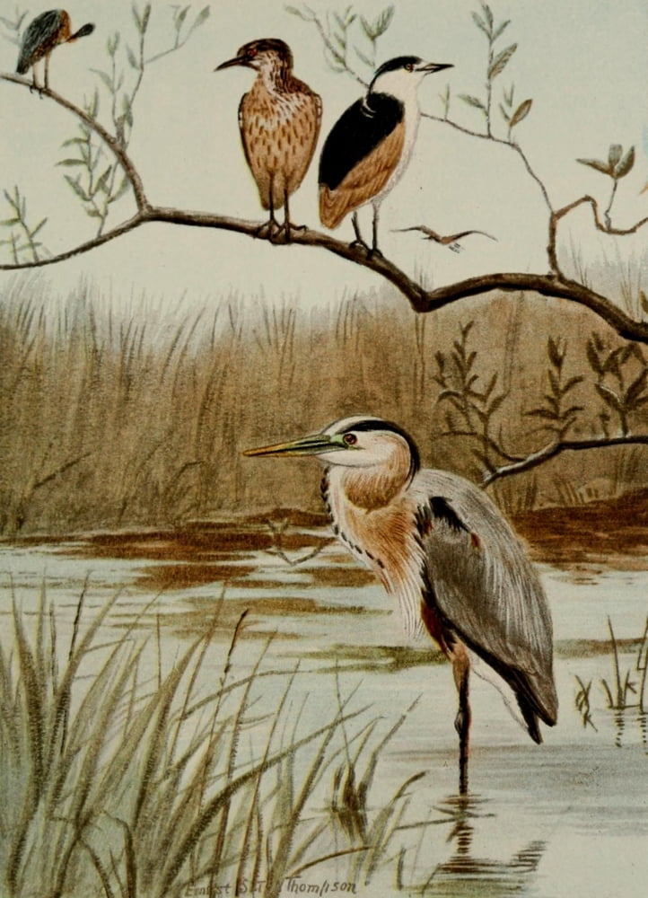 Bird Life 1901 Herons Canvas Art - Ernest T Seton (24 x 36)