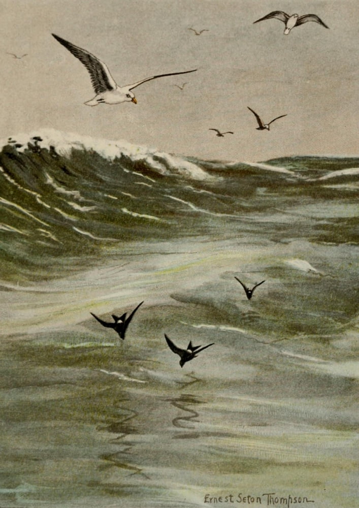Bird Life 1901 Herring Gulls & Petrels Canvas Art - Ernest T Seton (24 x 36)