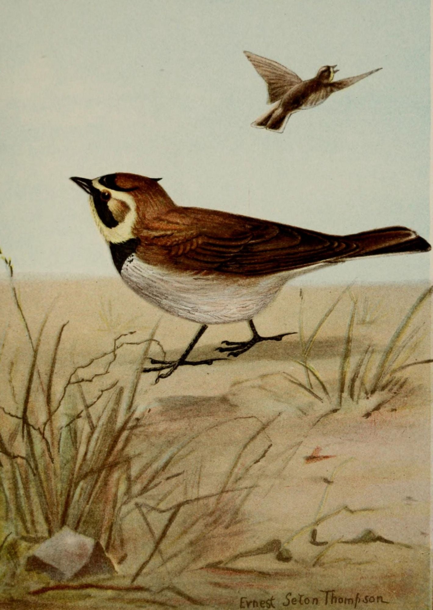 Bird Life 1901 Horned Lark Canvas Art - Ernest T Seton (18 x 24)