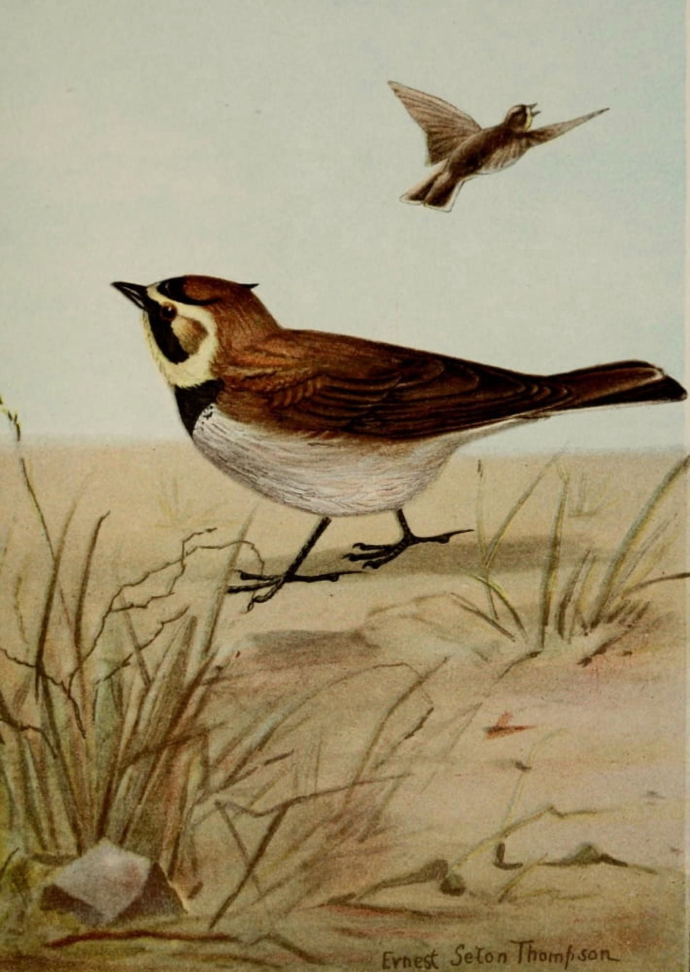 Bird Life 1901 Horned Lark Canvas Art - Ernest T Seton (24 x 36)