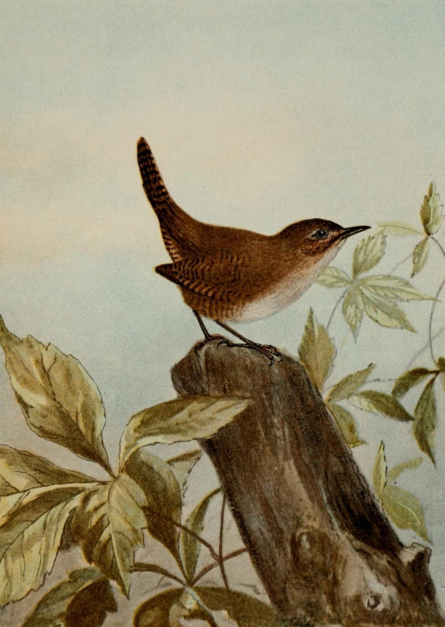 Bird Life 1901 House Wren Canvas Art - Ernest T Seton (18 x 24)