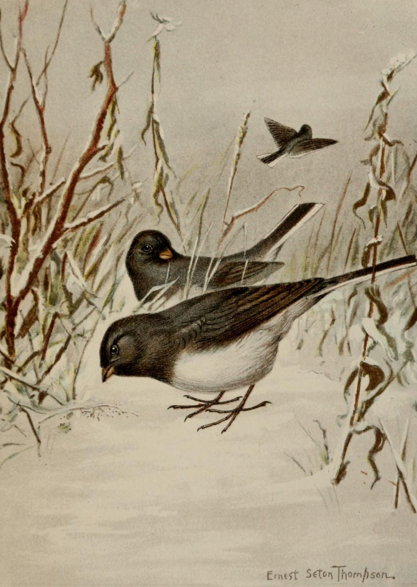 Bird Life 1901 Junco Canvas Art - Ernest T Seton (24 x 36)