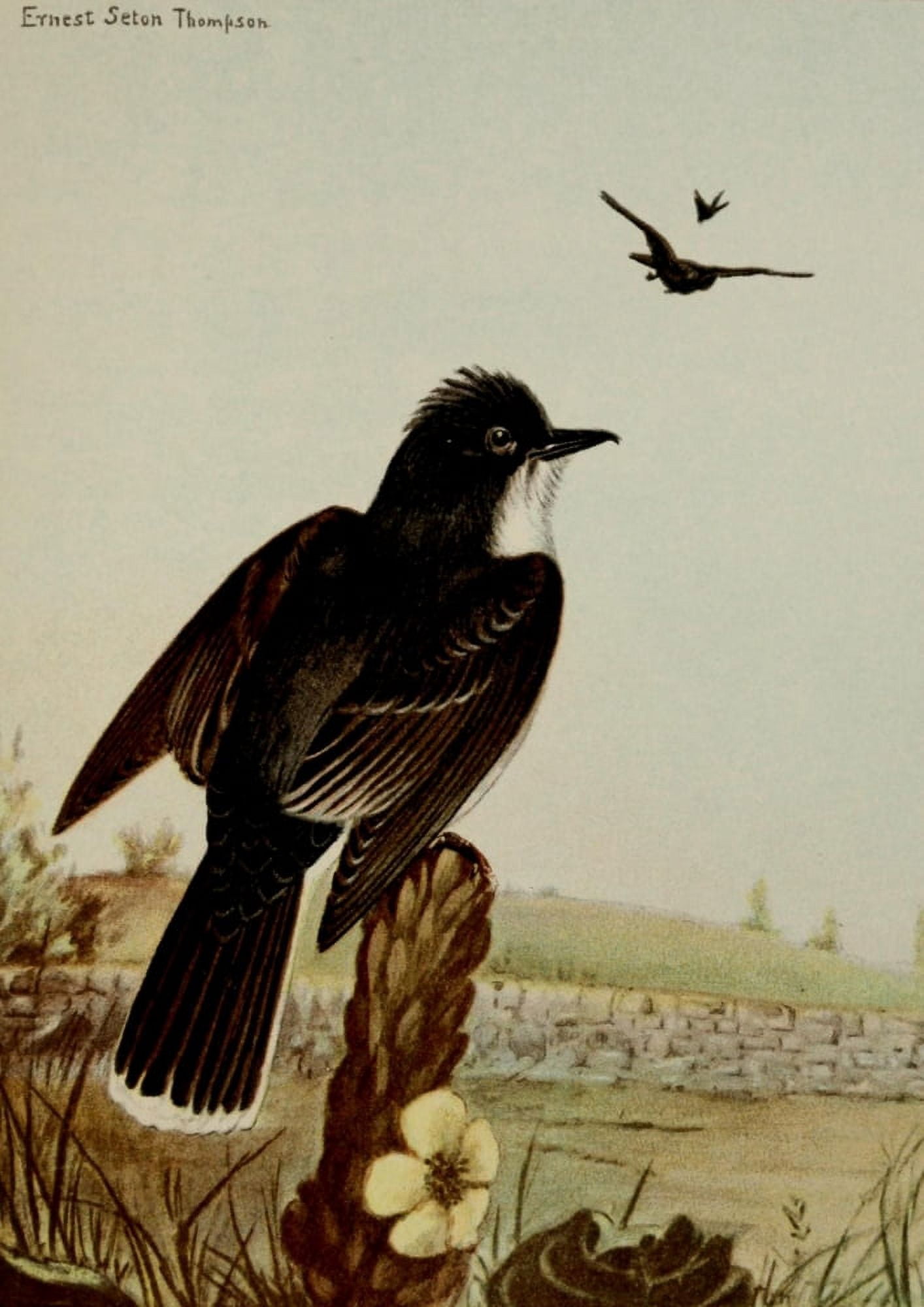 Bird Life 1901 Kingbird Canvas Art - Ernest T Seton (18 x 24)