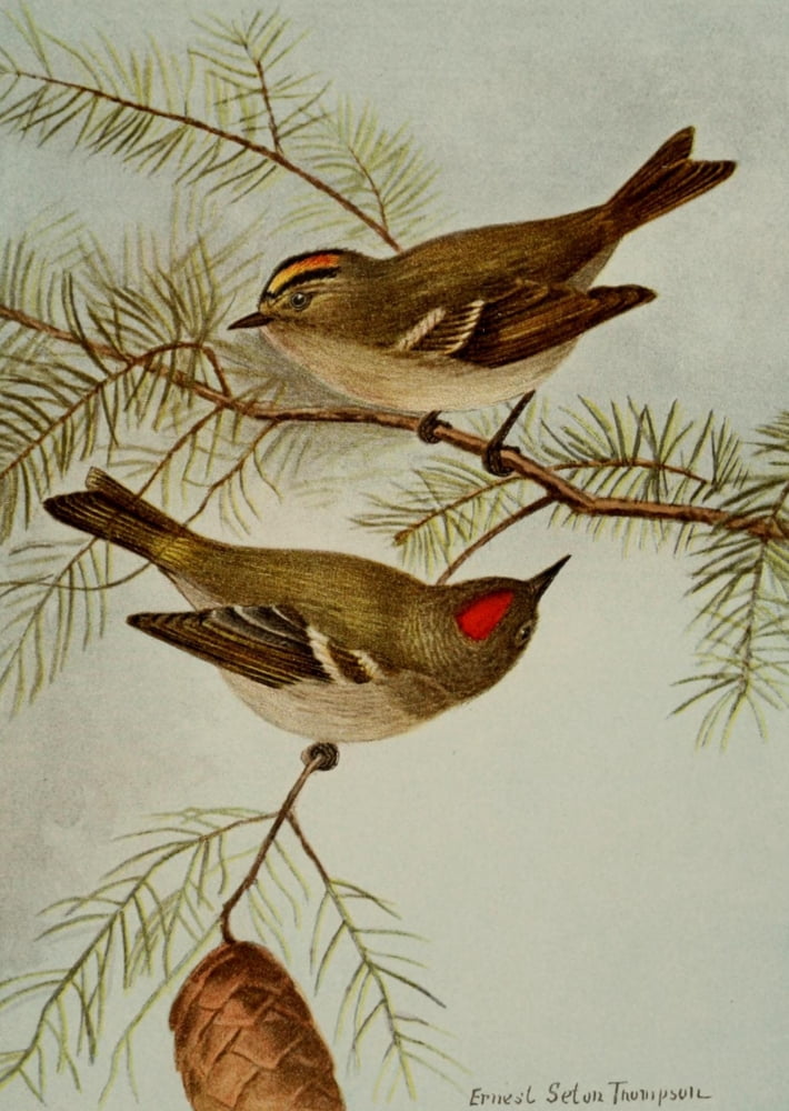 Bird Life 1901 Kinglets Canvas Art - Ernest T Seton (18 x 24)