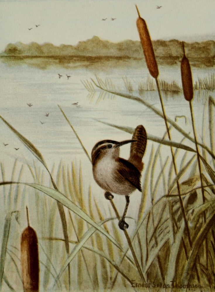 Bird Life 1901 Long-billed Marsh Wren Canvas Art - Ernest T Seton (24 x 36)