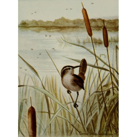 Bird Life 1901 Long-billed Marsh Wren Poster Print by Ernest T. Seton (24 x 36)