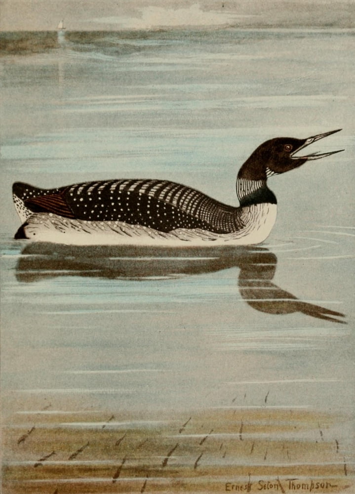 Bird Life 1901 Loon Canvas Art - Ernest T Seton (24 x 36)