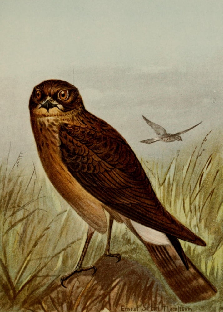 Bird Life 1901 Marsh Hawk Canvas Art - Ernest T Seton (18 x 24)