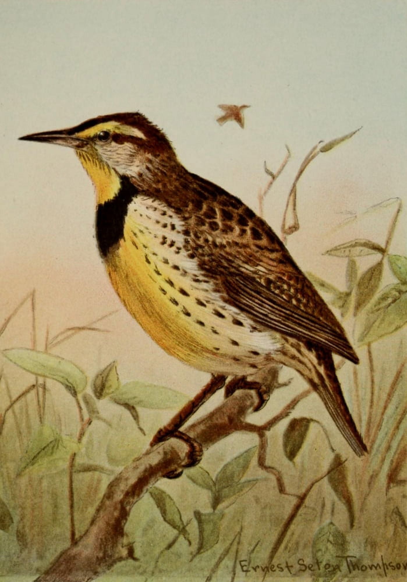 Bird Life 1901 Meadowlark Canvas Art - Ernest T Seton (24 x 36)