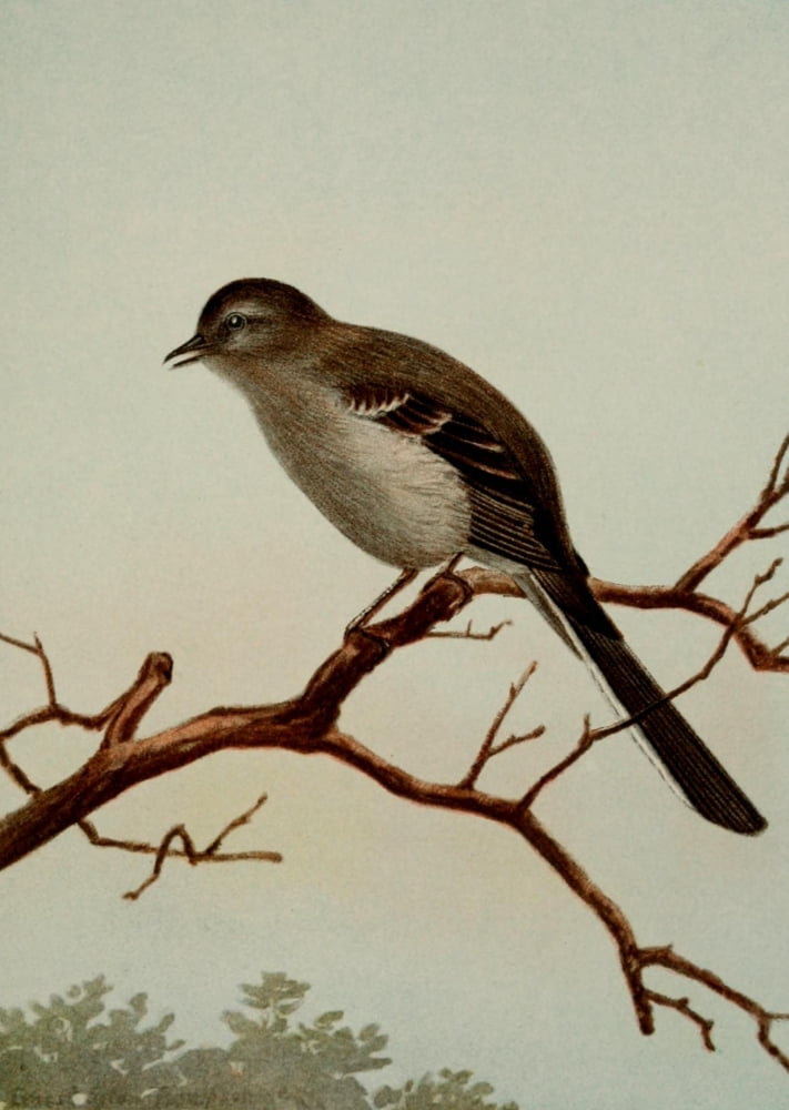Bird Life 1901 Mockingbird Canvas Art - Ernest T Seton (18 x 24)