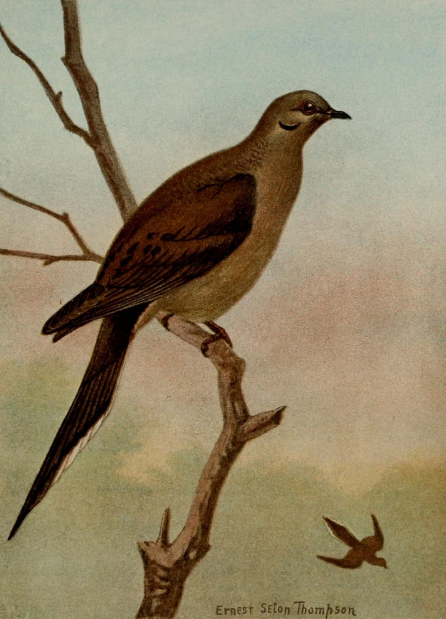 Bird Life 1901 Mourning Dove Canvas Art - Ernest T Seton (18 x 24)