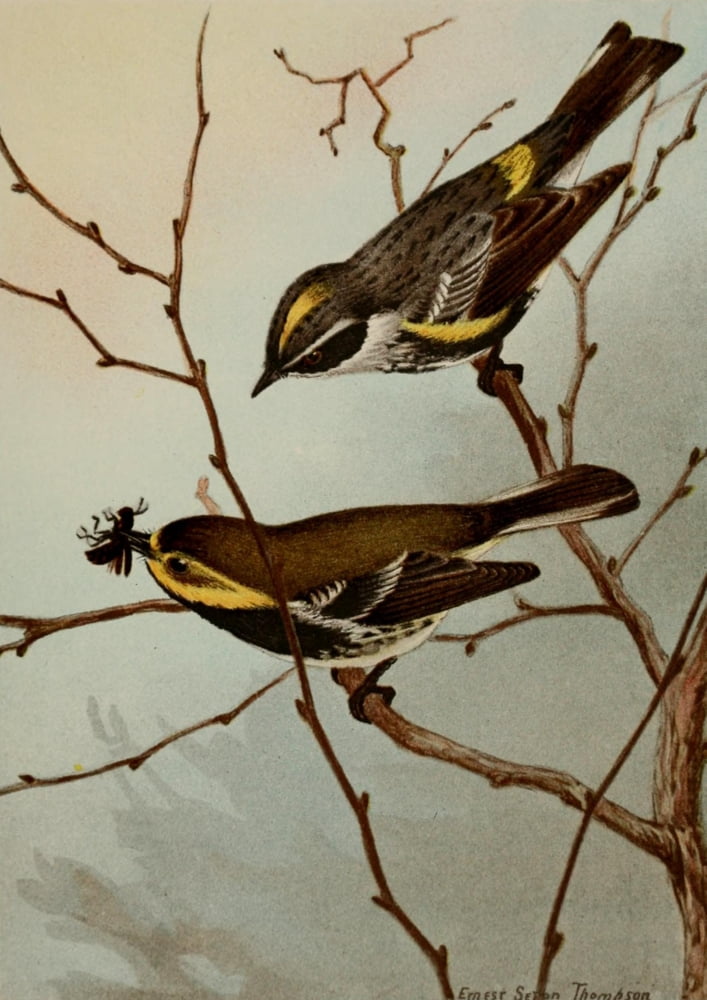 Bird Life 1901 Myrtle & Grn Warbler Canvas Art - Ernest T Seton (18 x 24)