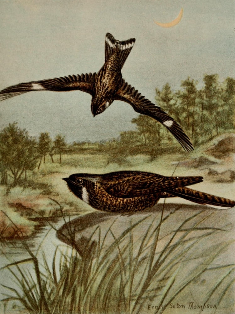 Bird Life 1901 Nighthawk Whip-poor-will Canvas Art - Ernest T Seton (24 x 36)