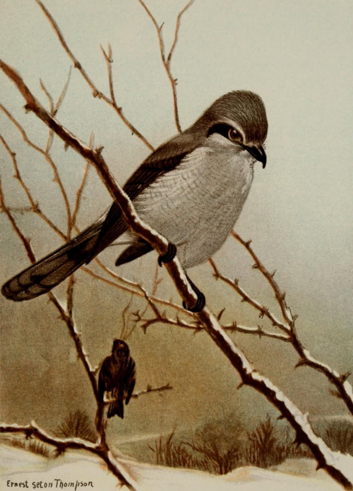 Bird Life 1901 Northern Shrike Canvas Art - Ernest T Seton (18 x 24)