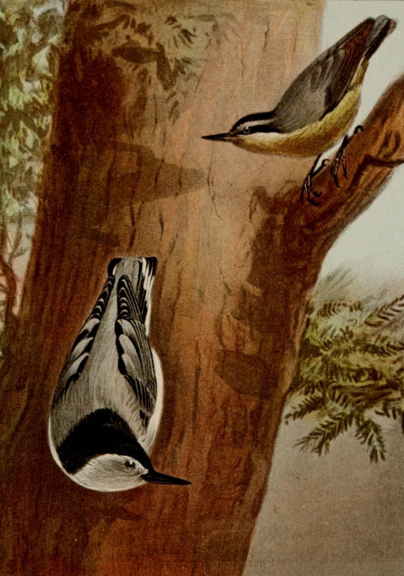 Bird Life 1901 Nuthatches Canvas Art - Ernest T Seton (24 x 36)