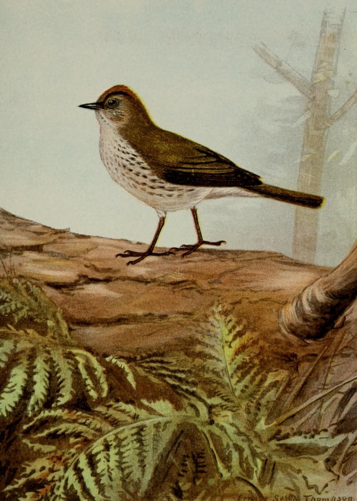 Bird Life 1901 Oven-bird Canvas Art - Ernest T Seton (24 x 36)