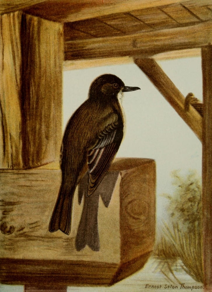 Bird Life 1901 Phoebe Canvas Art - Ernest T Seton (18 x 24)