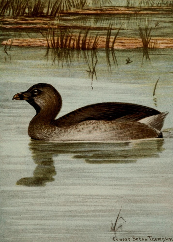Bird Life 1901 Pied-billed Grebe Canvas Art - Ernest T Seton (18 x 24)