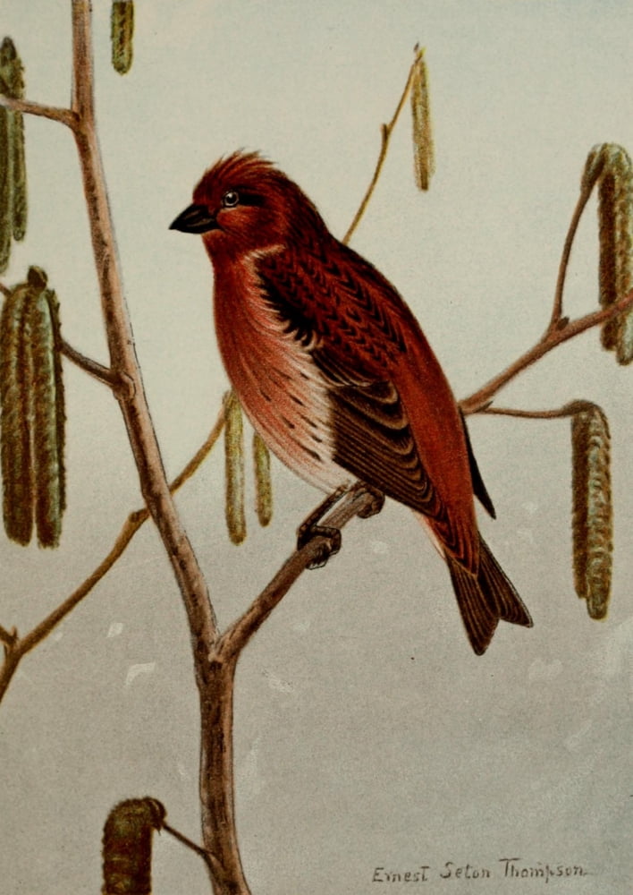 Bird Life 1901 Purple Finch Canvas Art - Ernest T Seton (24 x 36)