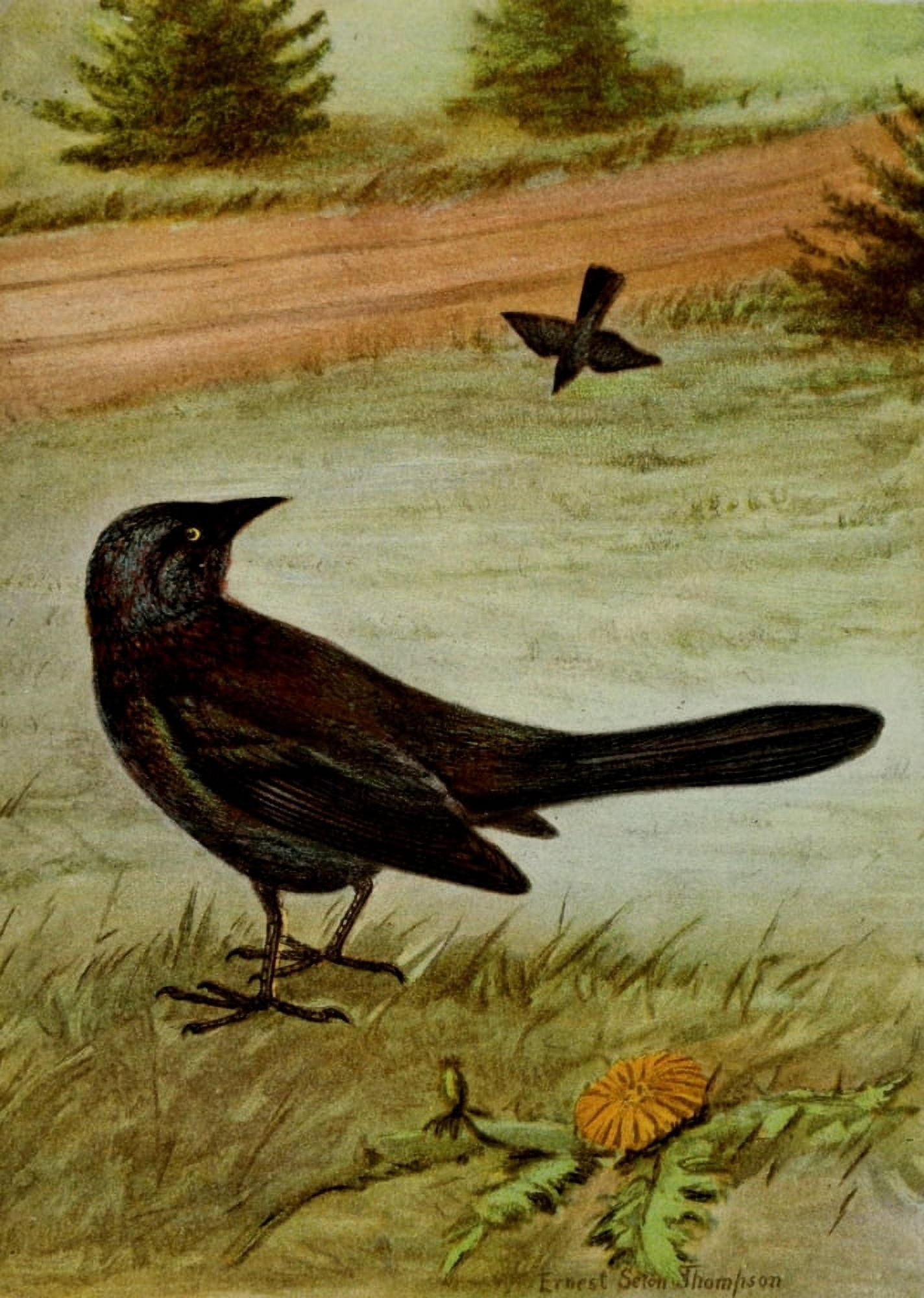 Bird Life 1901 Purple Grackle Canvas Art - Ernest T Seton (18 x 24)