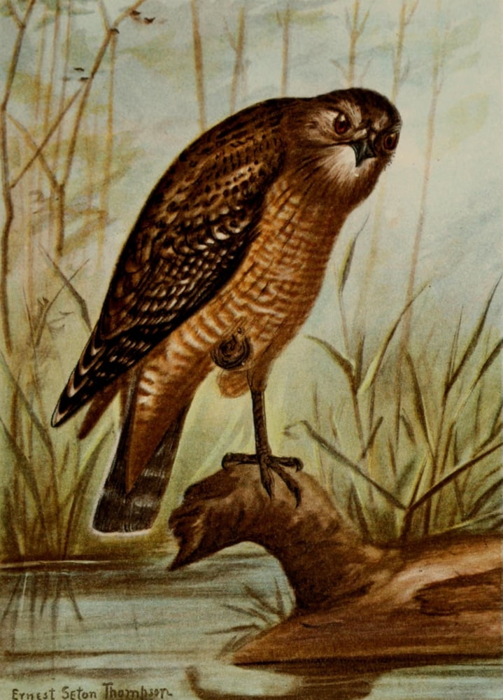 Bird Life 1901 Red-shouldered Hawk Canvas Art - Ernest T Seton (24 x 36)