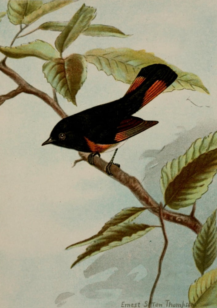 Bird Life 1901 Redstart Canvas Art - Ernest T Seton (18 x 24)
