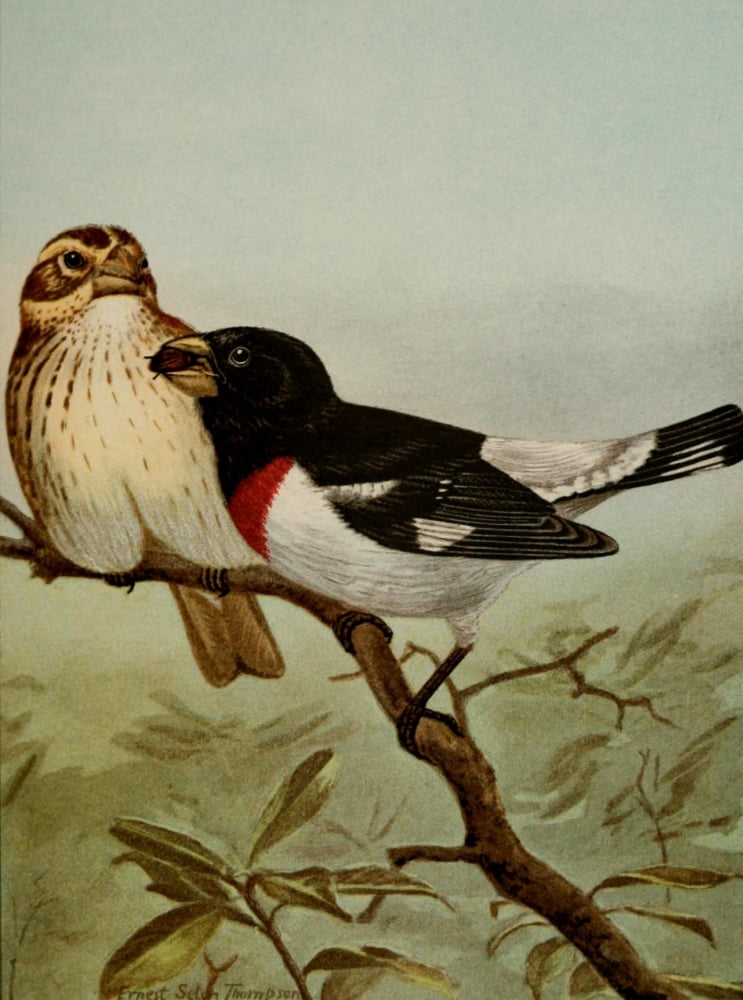 Bird Life 1901 Rose-breasted Grosbeak Canvas Art - Ernest T Seton (18 x 24)