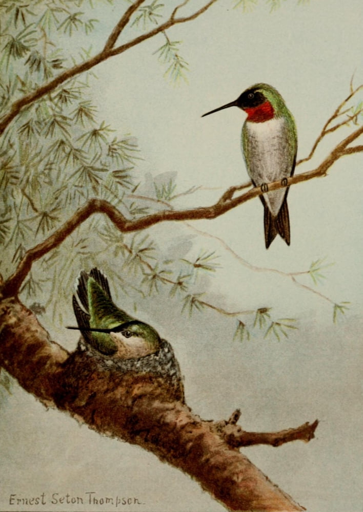 Bird Life 1901 Ruby-throated Hummingbird Canvas Art - Ernest T Seton (24 x 36)