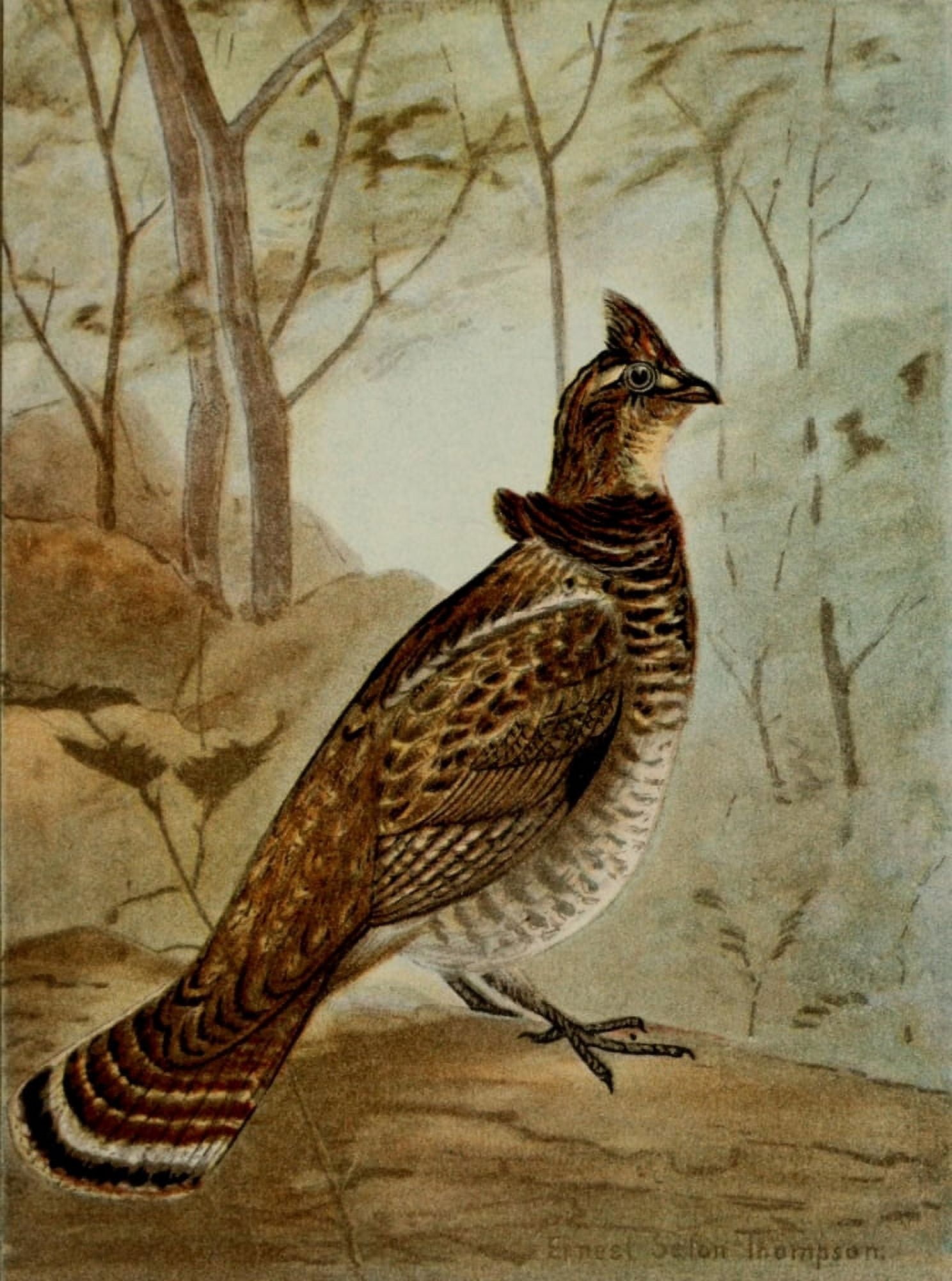 Bird Life 1901 Ruffed Grouse Canvas Art - Ernest T Seton (24 x 36)