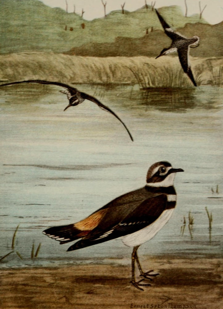 Bird Life 1901 Sandpiper Killdeer Canvas Art - Ernest T Seton (18 x 24)