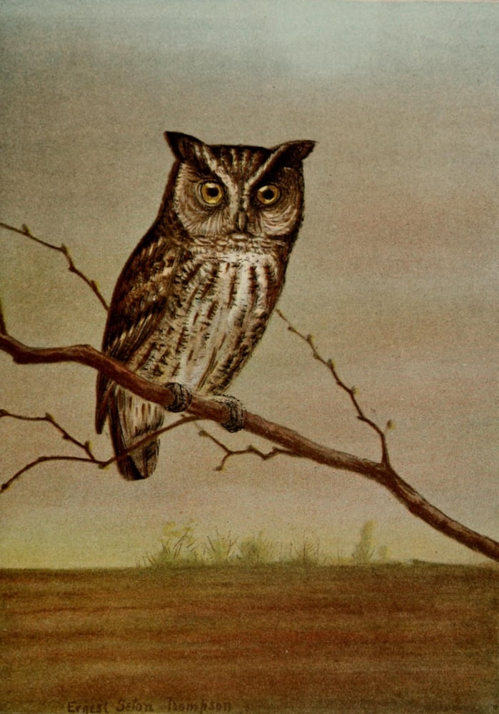 Bird Life 1901 Screech Owl Canvas Art - Ernest T Seton (24 x 36)