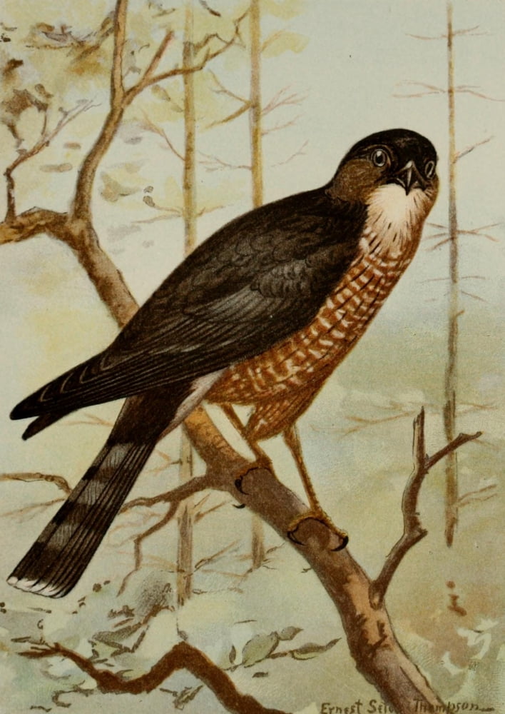 Bird Life 1901 Sharp-shinned Hawk Canvas Art - Ernest T Seton (24 x 36)