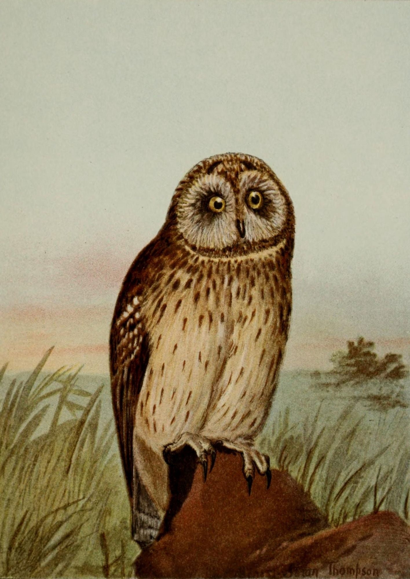 Bird Life 1901 Short-eared Owl Canvas Art - Ernest T Seton (18 x 24)