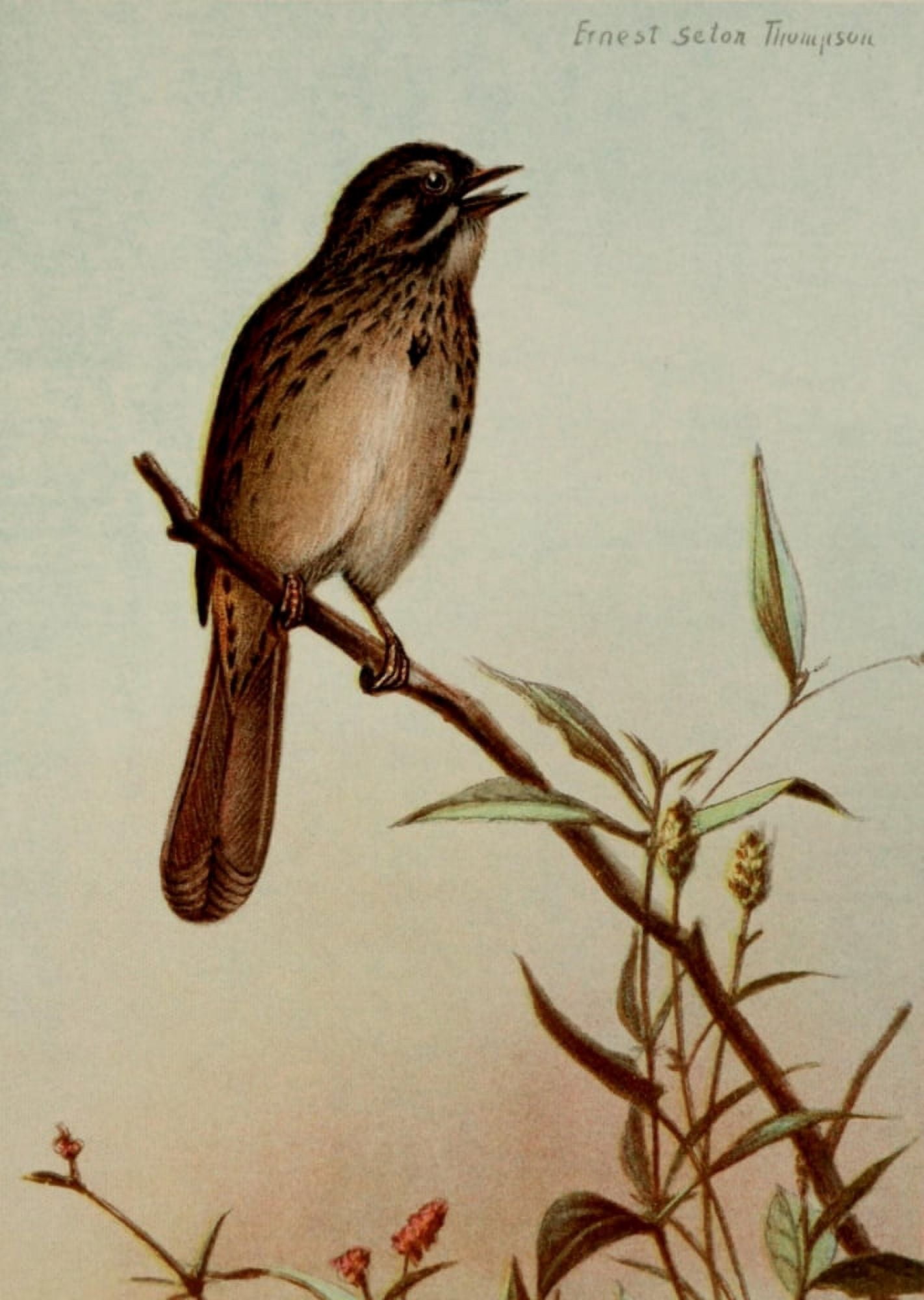 Bird Life 1901 Song Sparrow Canvas Art - Ernest T Seton (18 x 24)