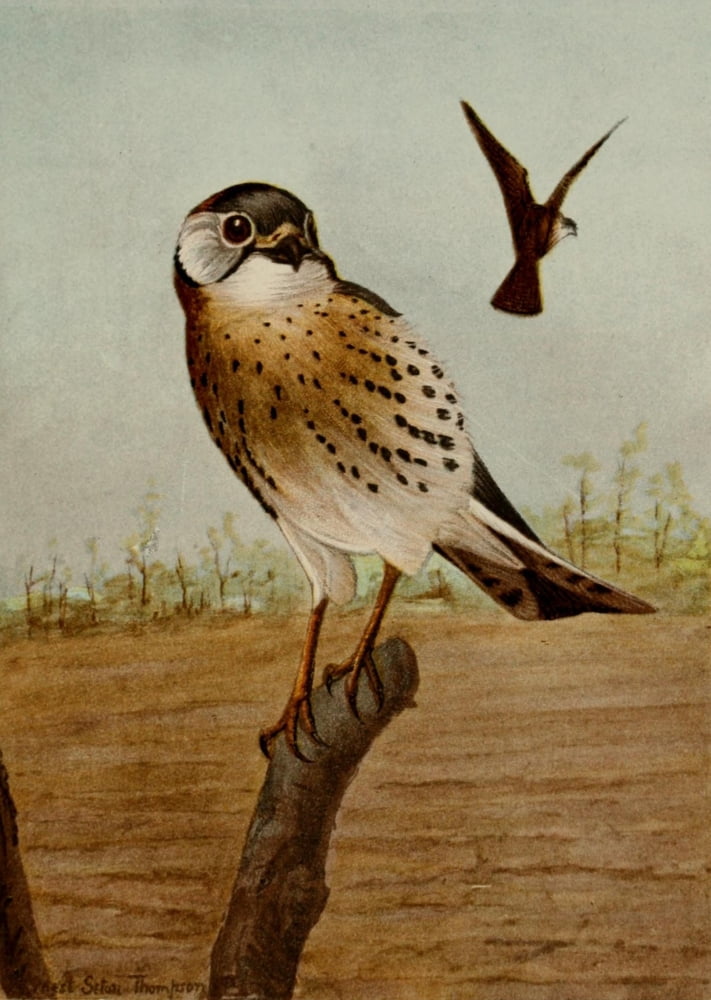 Bird Life 1901 Sparrow Hawk Canvas Art - Ernest T Seton (18 x 24)