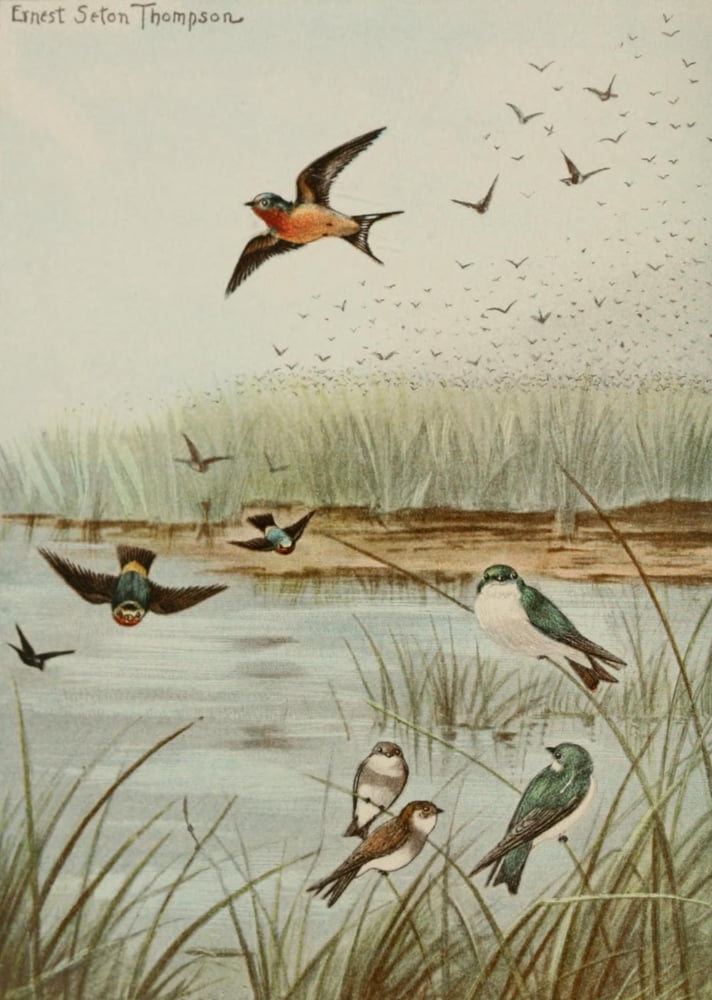 Bird Life 1901 Swallows Canvas Art - Ernest T Seton (18 x 24)