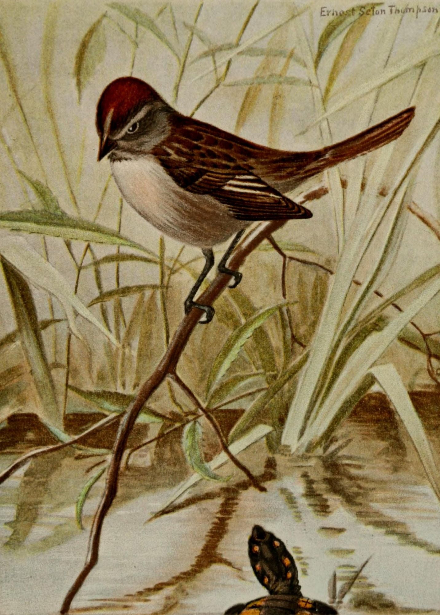 Bird Life 1901 Swamp Sparrow Canvas Art - Ernest T Seton (18 x 24)