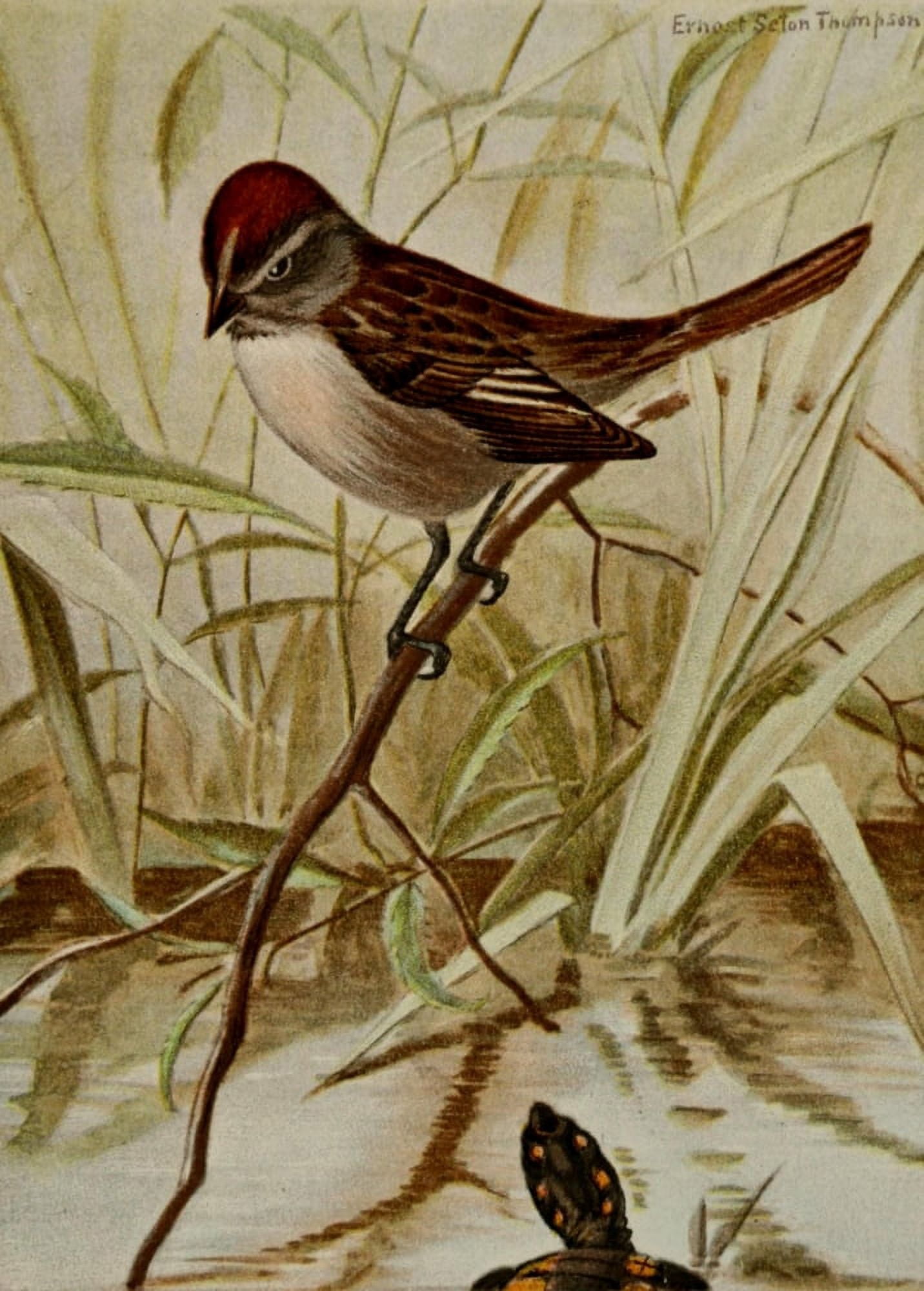 Bird Life 1901 Swamp Sparrow Canvas Art - Ernest T Seton (24 x 36)