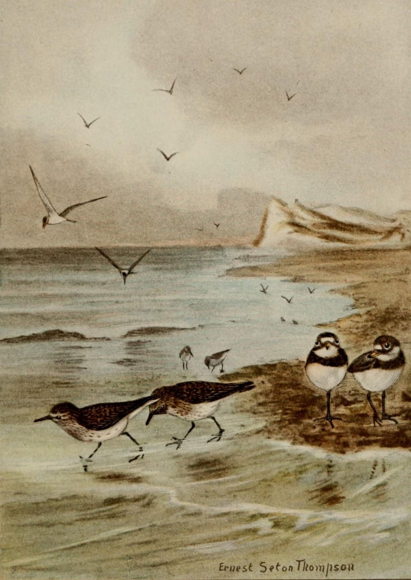 Bird Life 1901 Tern Sandpiper Plover Canvas Art - Ernest T Seton (24 x 36)
