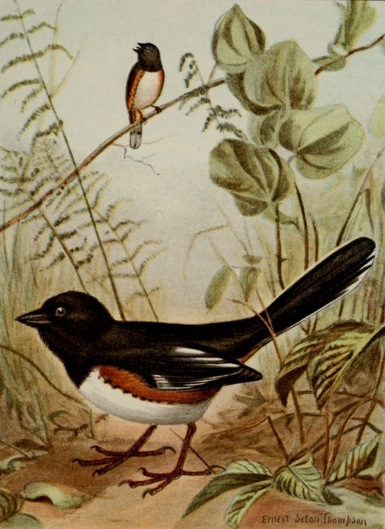 Bird Life 1901 Towhee Canvas Art - Ernest T Seton (18 x 24)