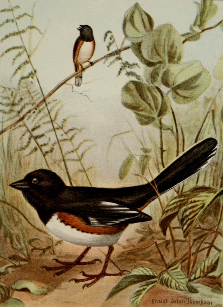 Bird Life 1901 Towhee Canvas Art - Ernest T Seton (24 x 36)