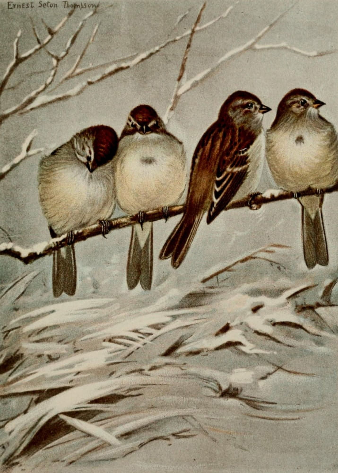 Bird Life 1901 Tree Sparrow Canvas Art - Ernest T Seton (24 x 36)