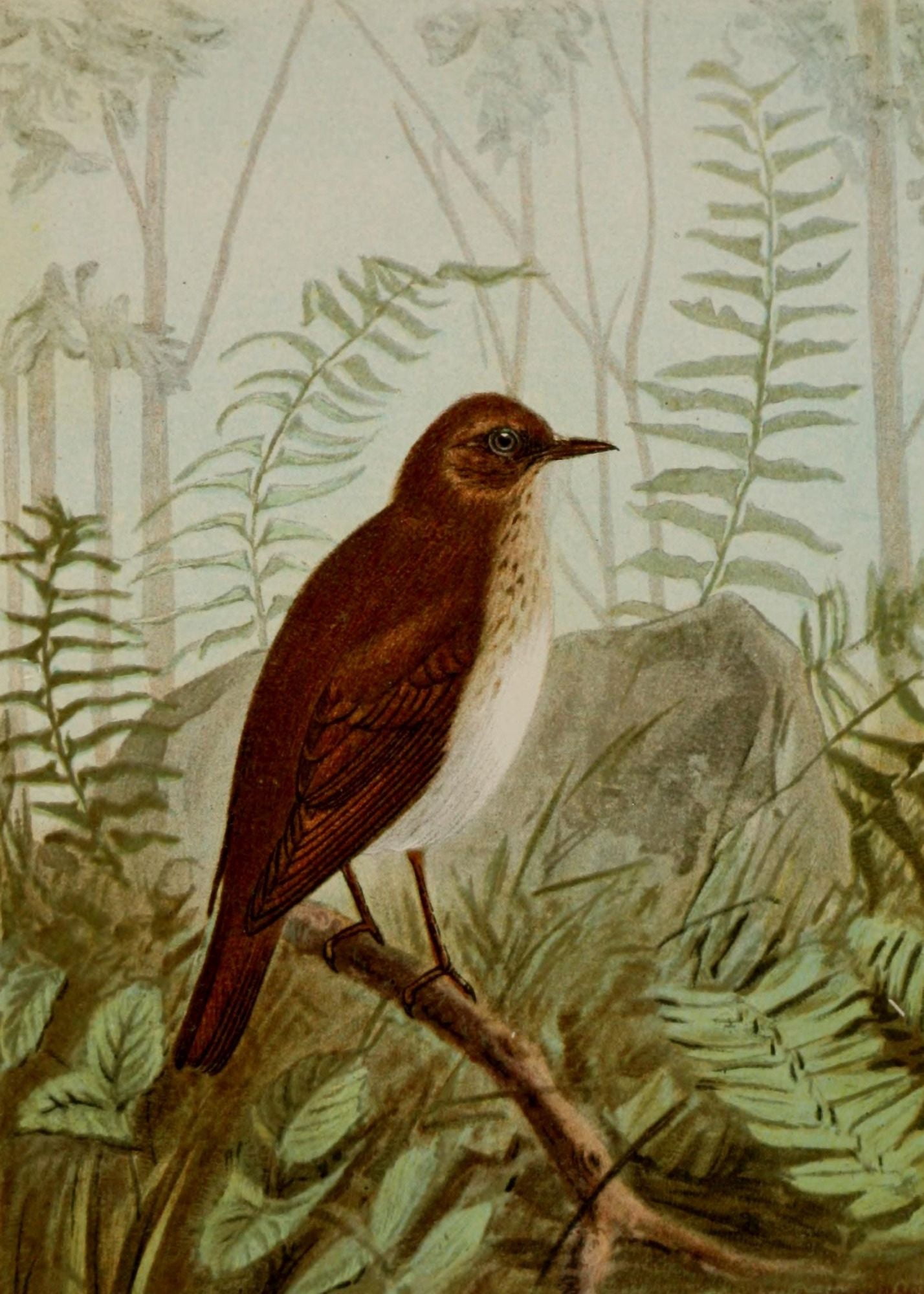 Bird Life 1901 Veery Canvas Art - Ernest T Seton (18 x 24)