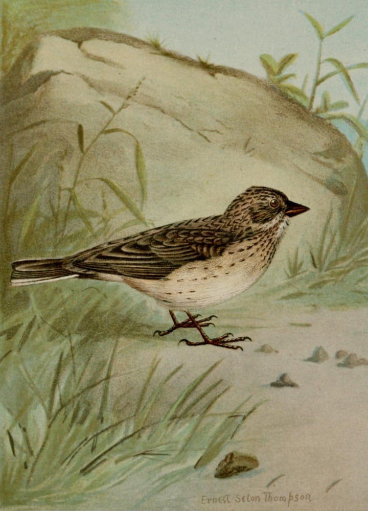 Bird Life 1901 Vesper Sparrow Canvas Art - Ernest T Seton (24 x 36)