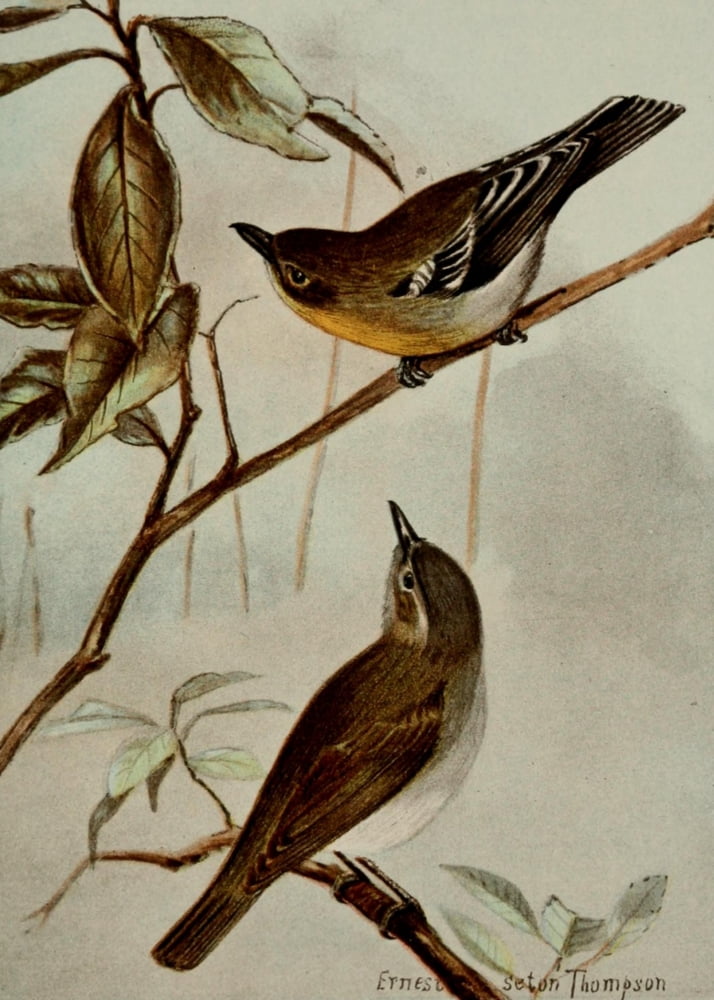 Bird Life 1901 Vireos Canvas Art - Ernest T Seton (24 x 36)