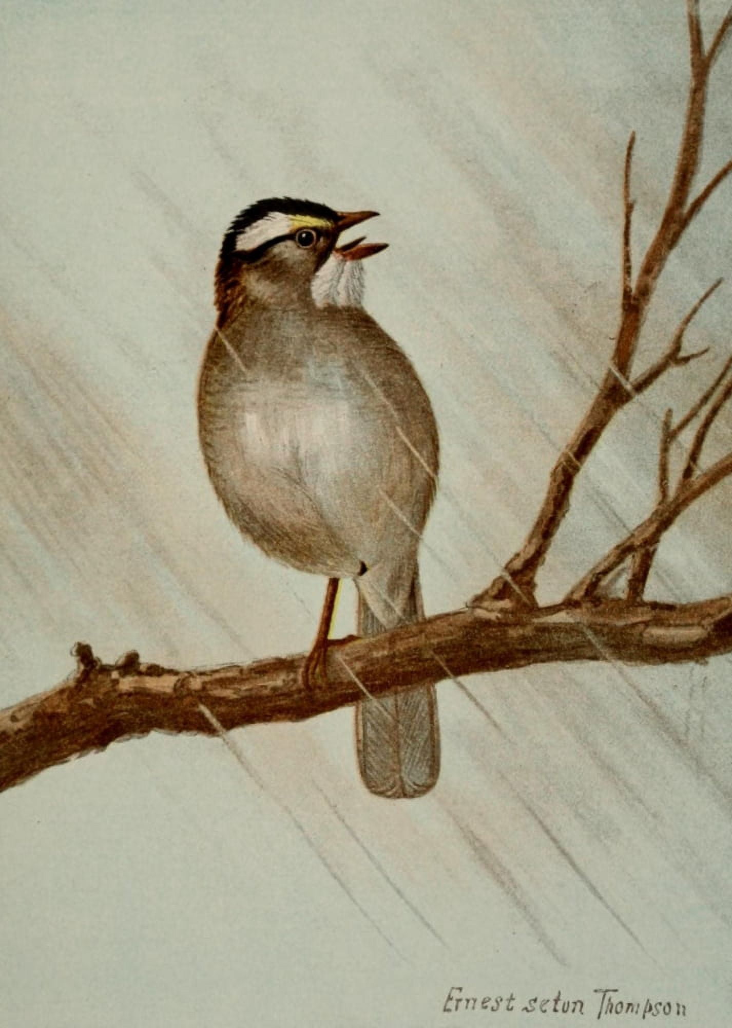 Bird Life 1901 White-throated Sparrow Canvas Art - Ernest T Seton (18 x 24)
