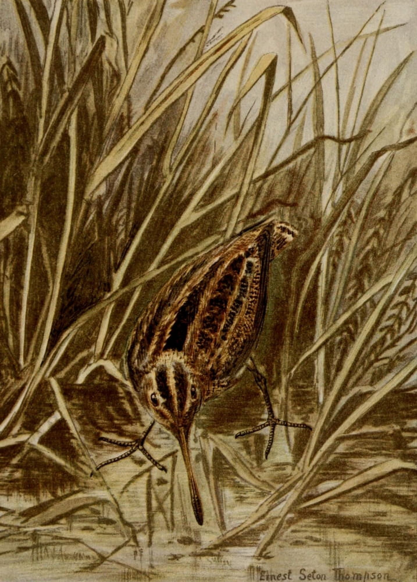 Bird Life 1901 Wilsons Snipe Canvas Art - Ernest T Seton (18 x 24)