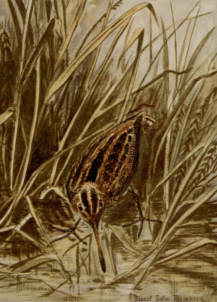 Bird Life 1901 Wilsons Snipe Canvas Art - Ernest T Seton (24 x 36)